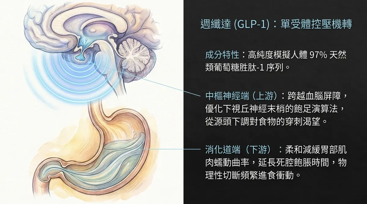 台中彰化體重控制與週纖達針劑治療：醫師於診間為自費高階體質調理患者講解長效型GLP-1單受體促效劑之消化道排空控壓路徑衛教示意圖