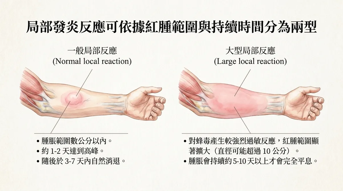 局部發炎反應可依據紅腫範圍與持續時間分為兩型