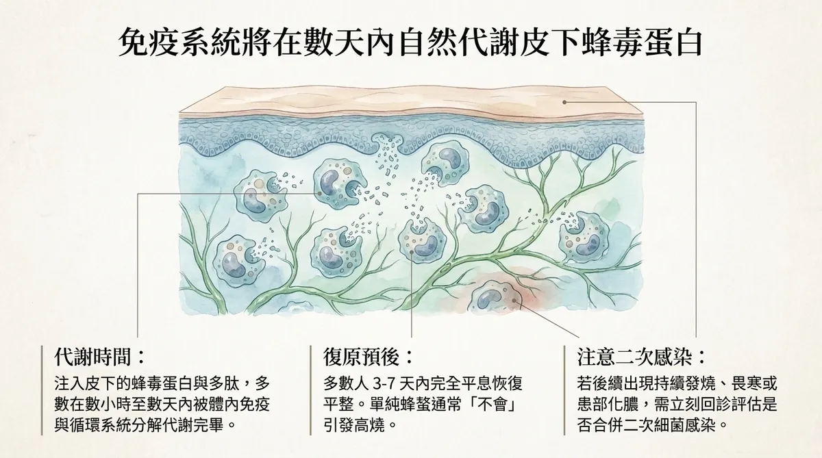 免疫系統將在數天內自然代謝皮下蜂毒蛋白