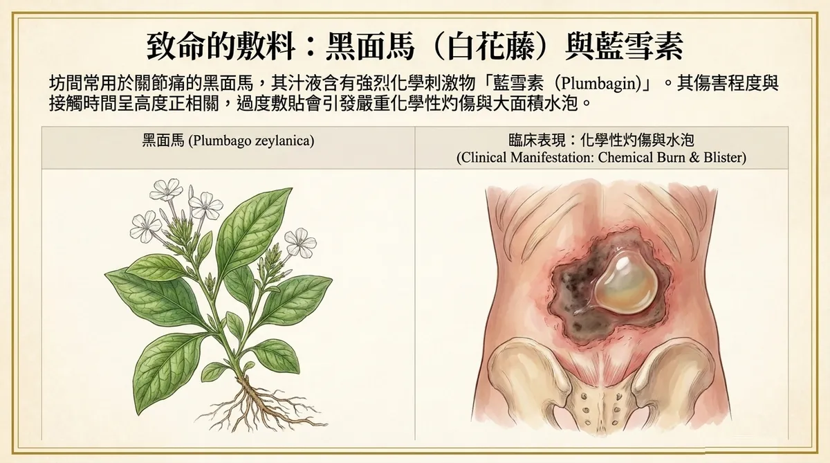 黑面馬(白花藤)與藍雪素引發化學性灼傷與大面積水泡說明