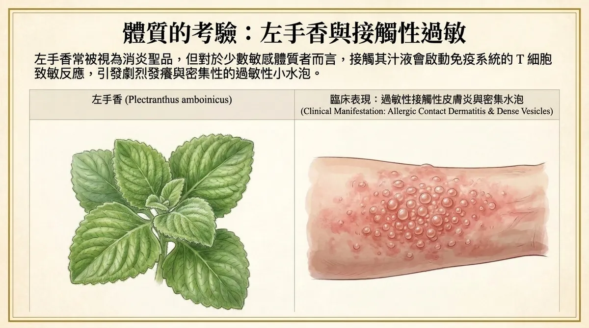 左手香誘發過敏性接觸性皮膚炎與密集性過敏水泡說明