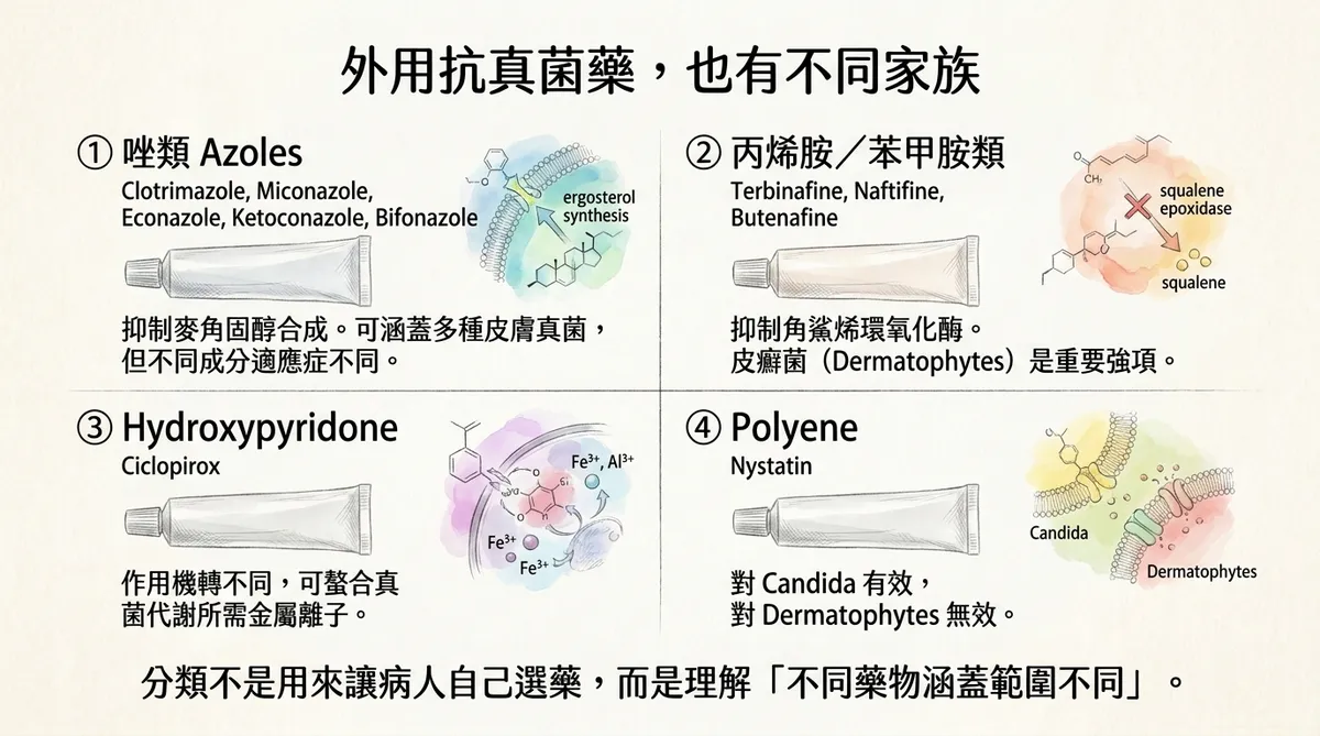 外用抗真菌藥不同家族分類圖:唑類、丙烯胺類、羥基吡啶酮類與多烯類作用機轉比較