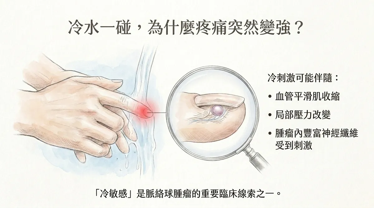 冷水一碰為什麼疼痛突然變強:冷刺激誘發血管平滑肌收縮與神經纖維刺激之冷敏感機制圖
