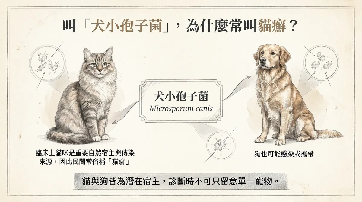 叫犬小孢子菌為什麼常叫貓癬?貓咪為重要自然宿主與傳染來源,犬貓皆為潛在宿主圖解