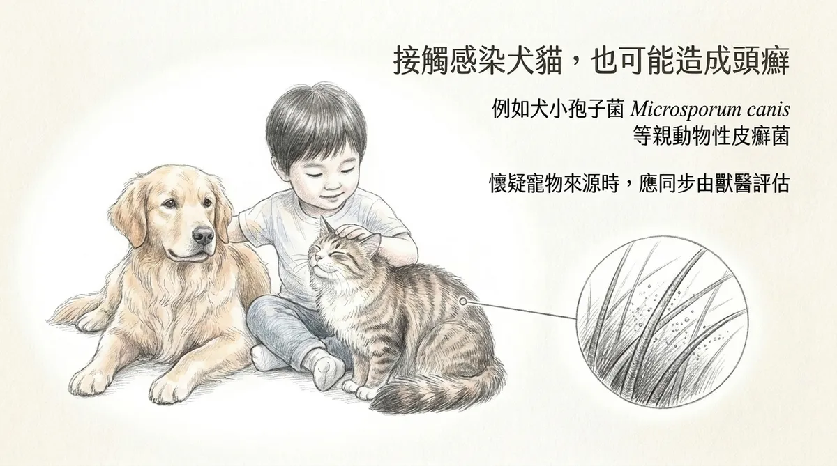接觸感染犬貓，也可能造成頭癬：例如犬小孢子菌 Microsporum canis 等親動物性皮癬菌說明圖
